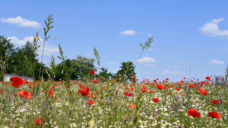 bunte Blumen auf einem Feld